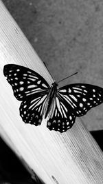 Close-up of butterfly perching on leaf