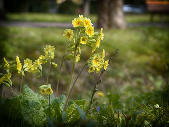 Close-up of yellow flowering plant on field