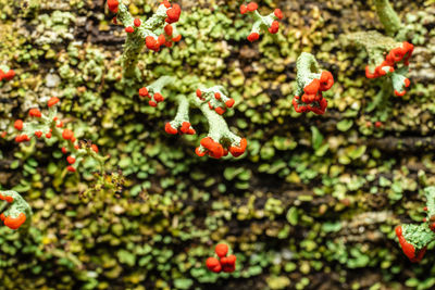Close-up of red berries growing on tree