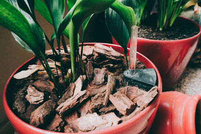 Close-up of potted plant