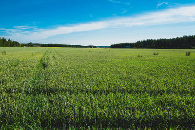 Scenic view of agricultural field against sky