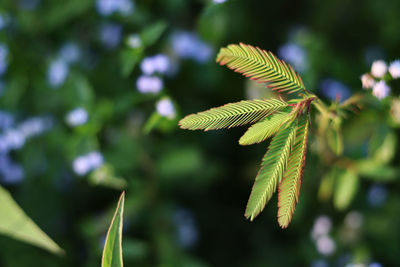 Leaves of mimosa close up
