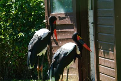 View of birds perching on railing