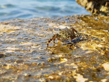 Close-up of insect on rock