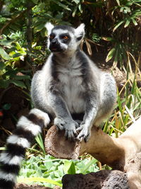 Close-up of monkey sitting on tree