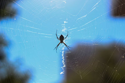 Close-up of spider web