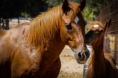 Close-up of female horse with foal