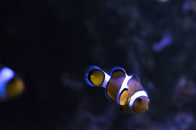 Close-up of fish swimming in aquarium