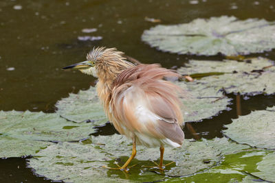 A shaking squacco heron in the water