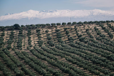 Scenic view of agricultural landscape against sky