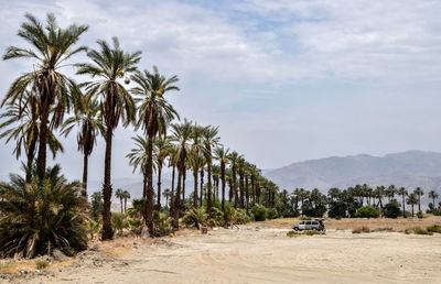 Date palm trees planted in row by sand and car