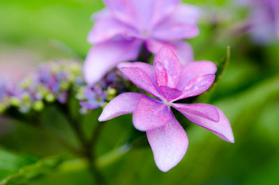 Close-up of purple flowering plant