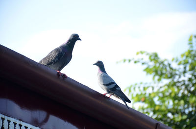 Low angle view of pigeons perching on roof against sky