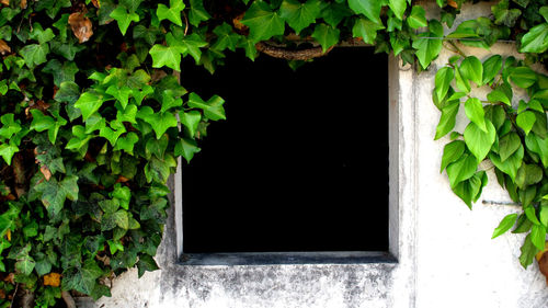 Close-up of ivy growing on window