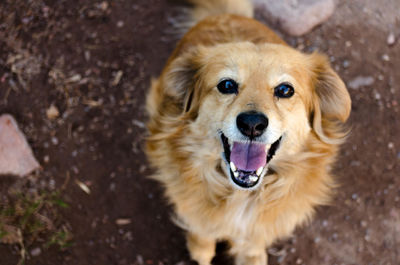 High angle portrait of dog