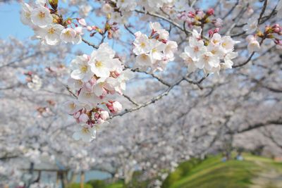 Close-up of cherry blossoms in spring