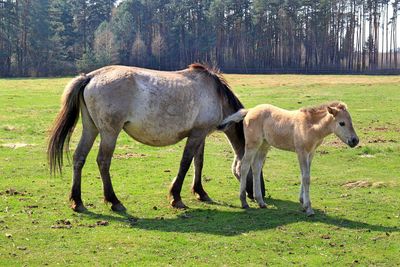 Horse standing in a field