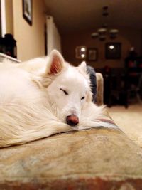 Close-up of dog relaxing at home