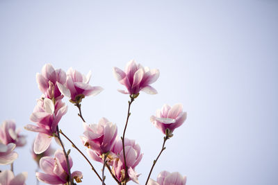 Low angle view of pink flowers against clear sky