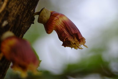 Close-up of red flowering plant against blurred background