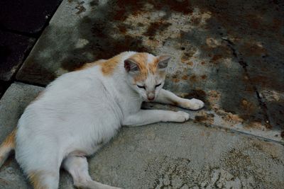 High angle view of cat lying on wall