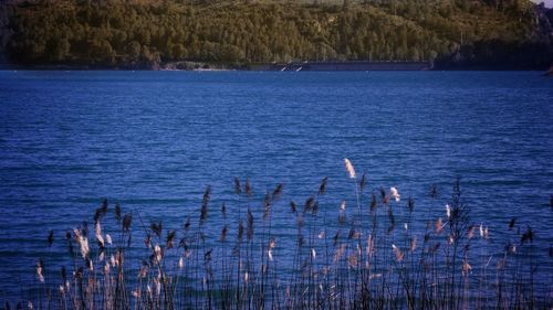 Scenic view of lake