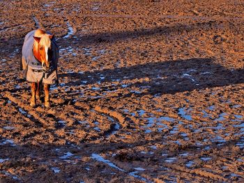 Horse standing amidst muddy field