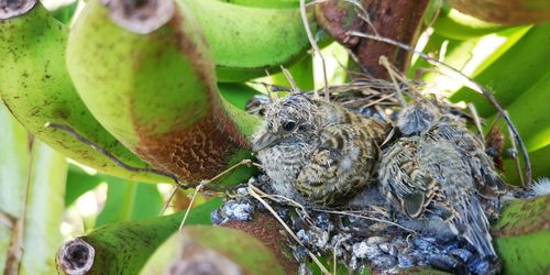 Close-up of bird in nest