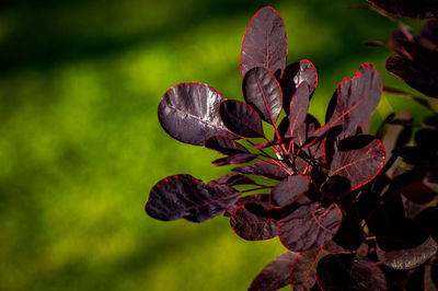 Close-up of plant leaves