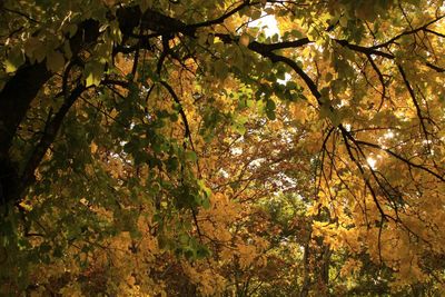 Low angle view of trees in forest during autumn