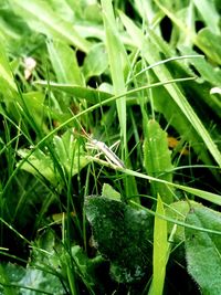 High angle view of raindrops on grass