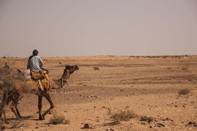 Man riding horse on field against clear sky