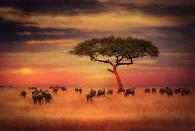 Silhouette tree on field against sky during sunset