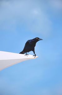 Low angle view of bird perching