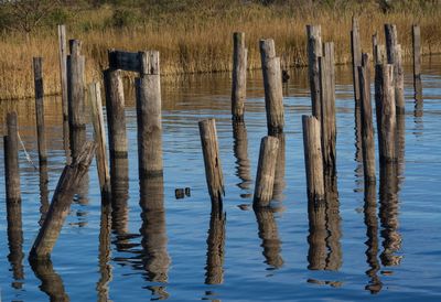 Wooden posts in lake