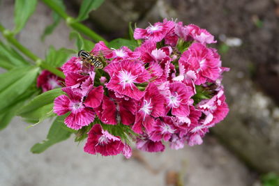 Close-up of pink flowers