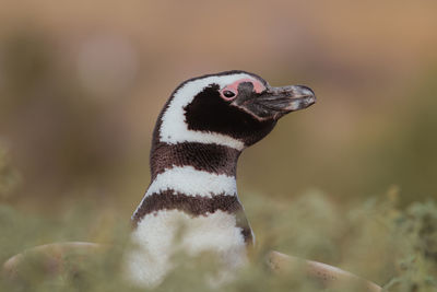 Magellanic penguin in patagonia.