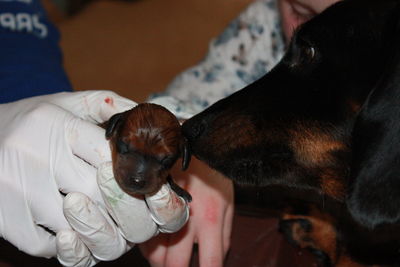 Midsection of person holding dog