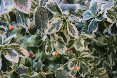 Close-up of plants during winter