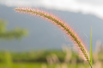 Close-up of plant growing on field