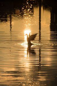 Silhouette person swimming in lake during sunset