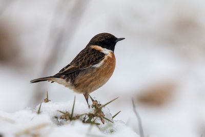 Close-up of bird perching on snow