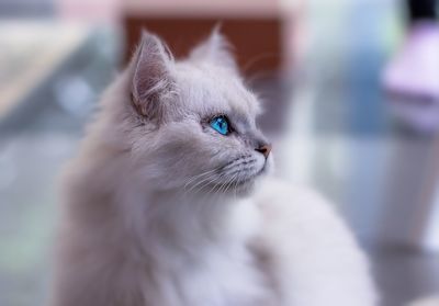 Close-up of cat looking away