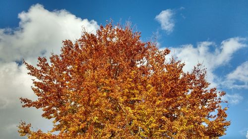 Low angle view of trees against cloudy sky