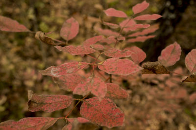 Close-up of red leaves