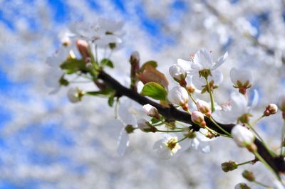 Close-up of apple blossoms in spring