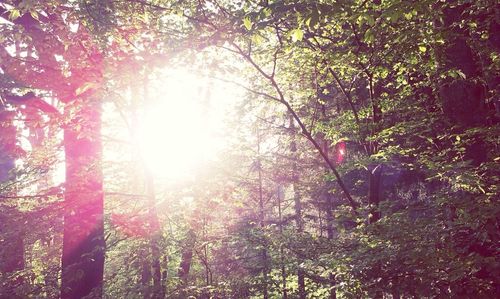 Low angle view of trees in forest