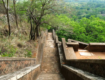 Footpath amidst trees in forest