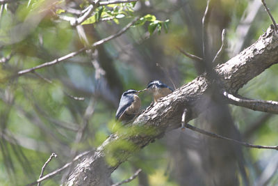 Low angle view of bird perching on branch in forest