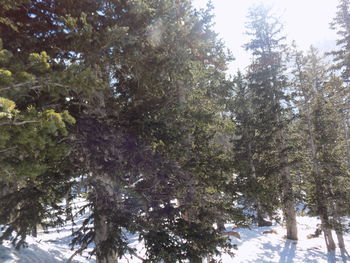 Low angle view of trees